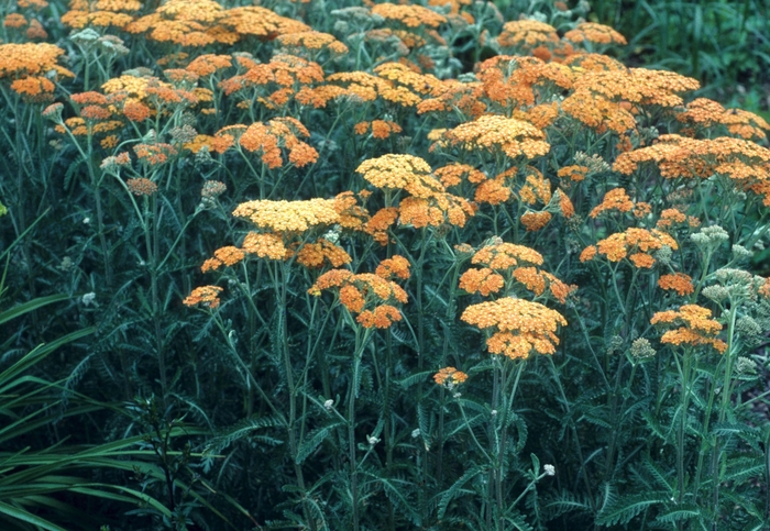 'Terra Cotta' Yarrow - Achillea millefolium from Wilson Farms Inc