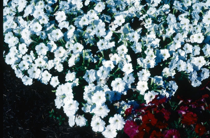 Petunia - Petunia hybrida 'Carpet White' from Wilson Farms Inc