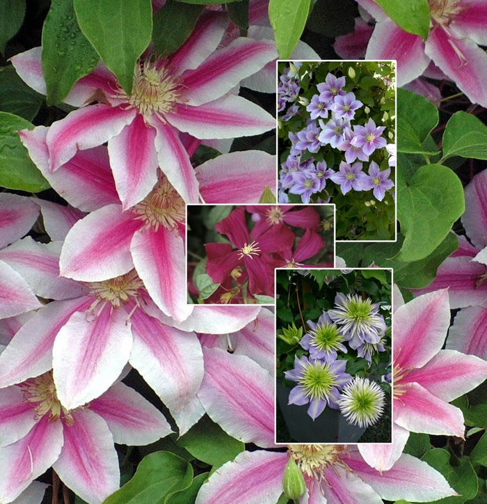 'Multiple Varieties' Clematis - Clematis from Wilson Farms Inc