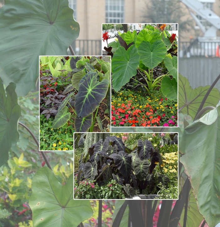 Assorted Elephant's Ear - from Wilson Farms Inc