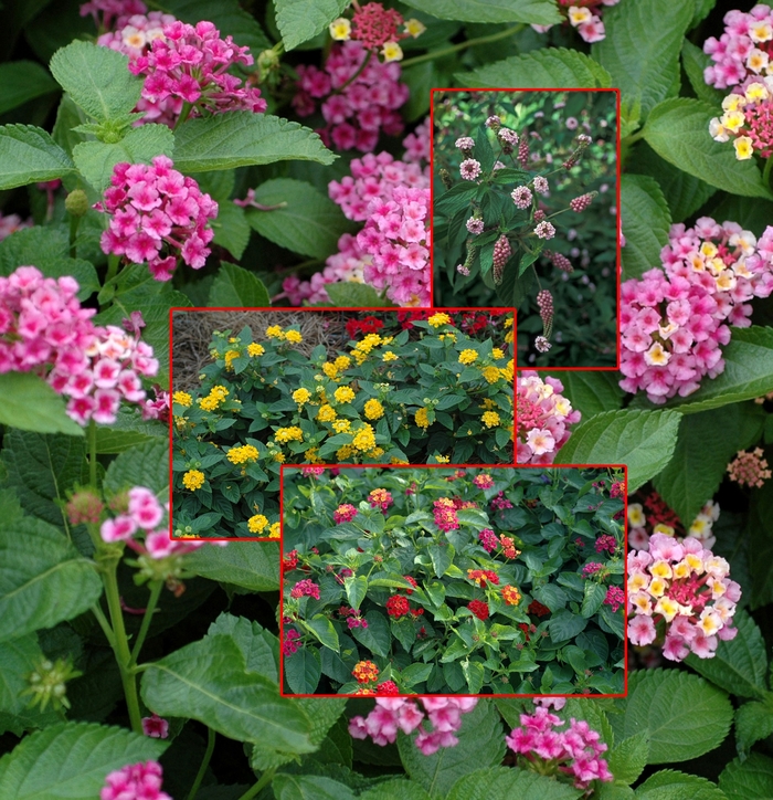 Lantana - Mulitple Varieties from Wilson Farms Inc
