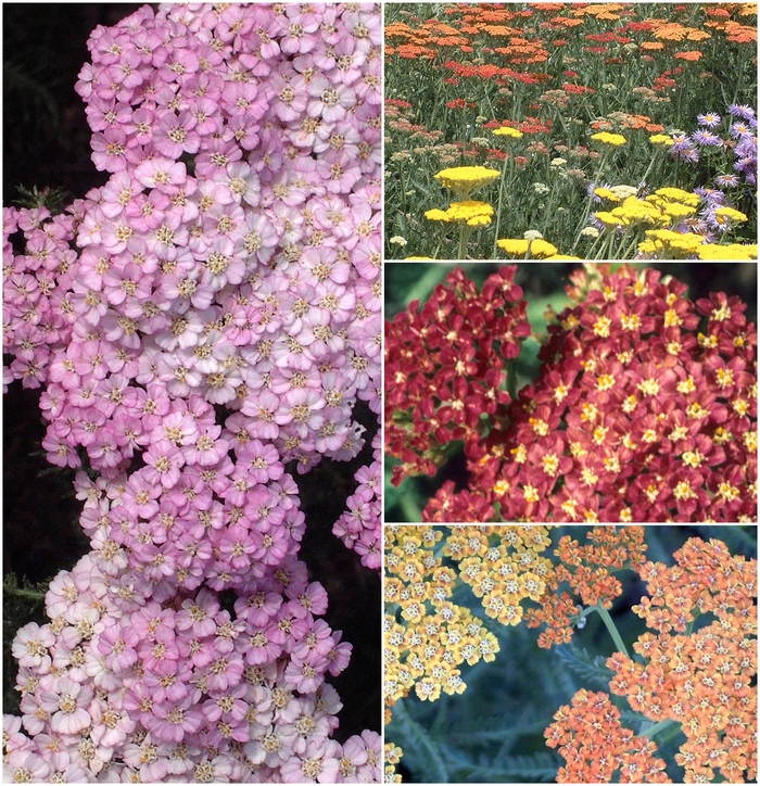 'Multiple Varieties' Yarrow - Achillea from Wilson Farms Inc