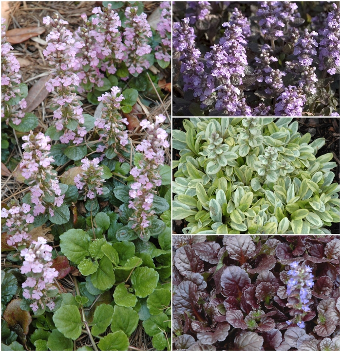 AJUGA Multiple Varieties - Ajuga from Wilson Farms Inc