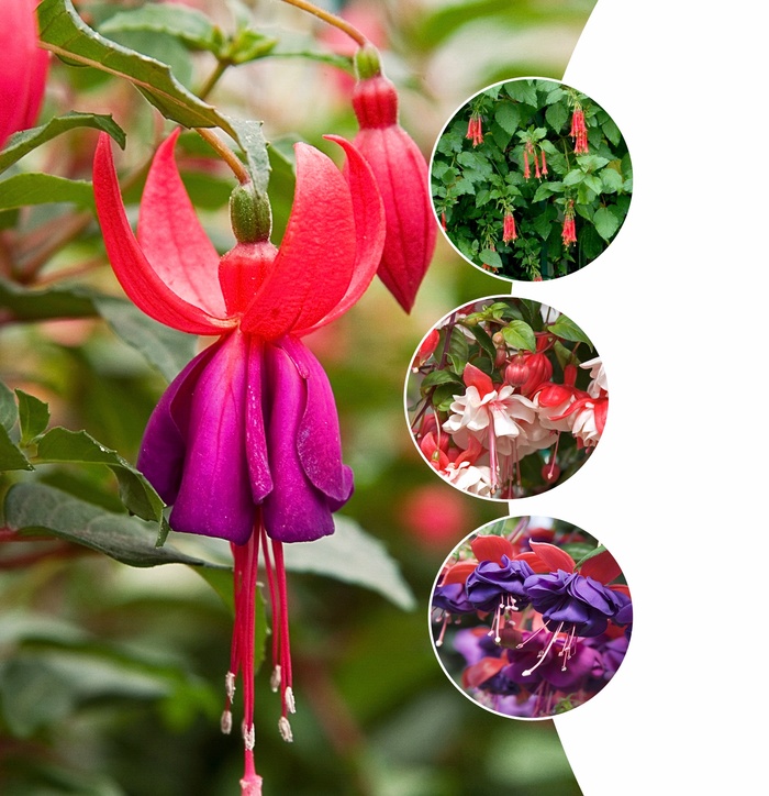 Fuchsia - Fuchsia from Wilson Farms Inc