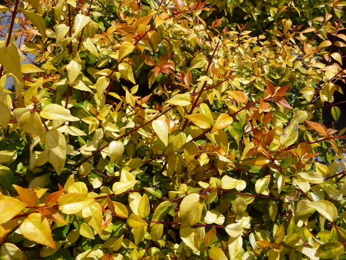 'Francis Mason' Glossy Abelia - Abelia x grandiflora from Wilson Farms Inc