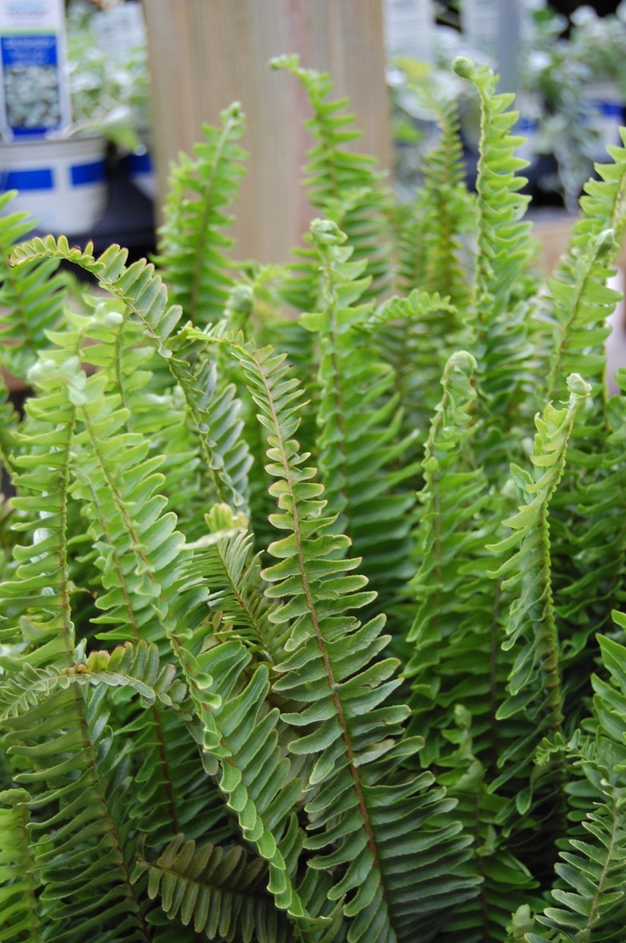 Kimberly Queen Fern - Nephrolepis obliterata from Wilson Farms Inc