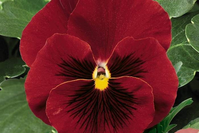 'Red Clear' Pansy Delta - Viola x wittrockiana (Pansy) from Wilson Farms Inc