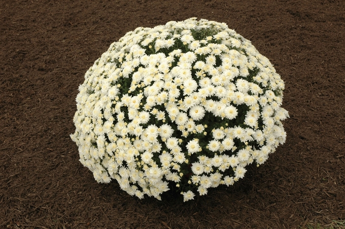 ''Alexa White'' Garden Mum - Chrysanthemum x morifolium from Wilson Farms Inc