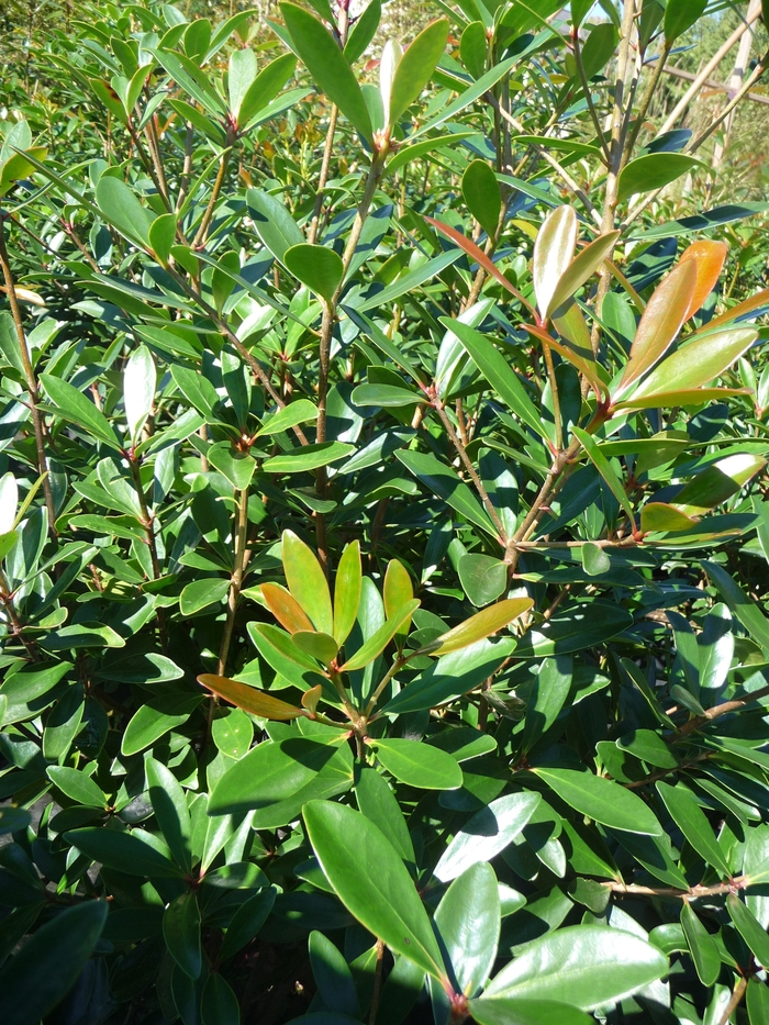 Japanese Cleyera - Cleyera japonica from Wilson Farms Inc