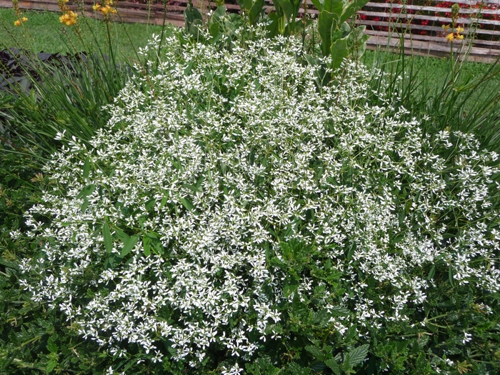 Charmed&reg; ''Jade'' - Oxalis (Shamrock) from Wilson Farms Inc