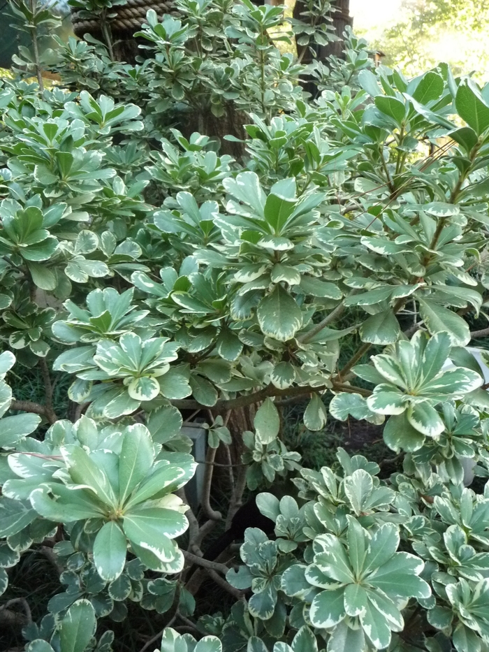 Variegated Japanese Pittosporum - Pittosporum tobira 'Variegatum' from Wilson Farms Inc