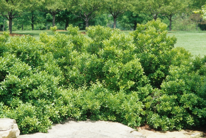 Waxmyrtle - Myrica cerifera from Wilson Farms Inc