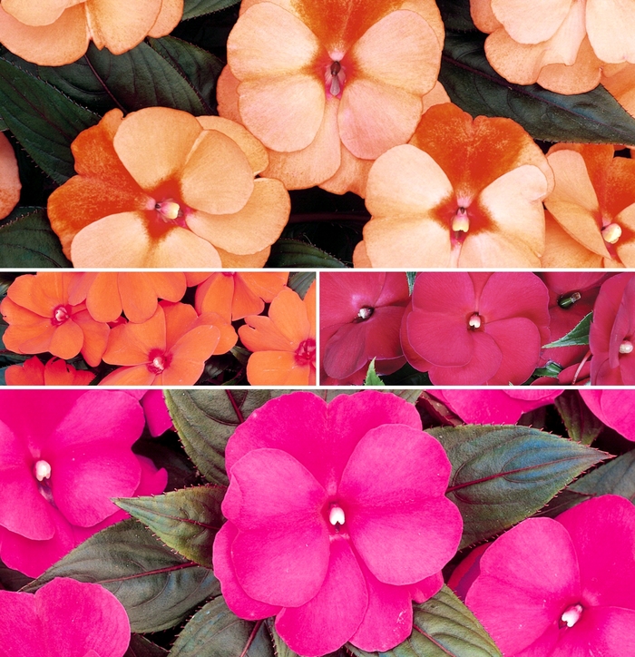 'Multiple Varieties' New Guinea Impatiens - Impatiens hawkeri from Wilson Farms Inc