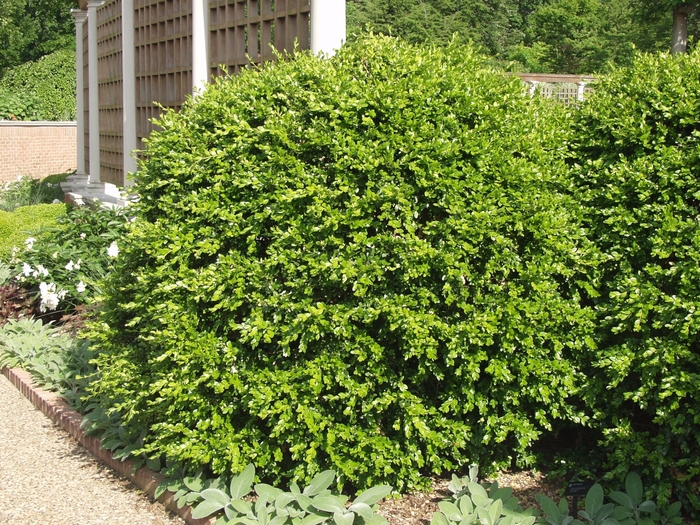 Japanese boxwood - Buxus microphylla var. japonica from Wilson Farms Inc