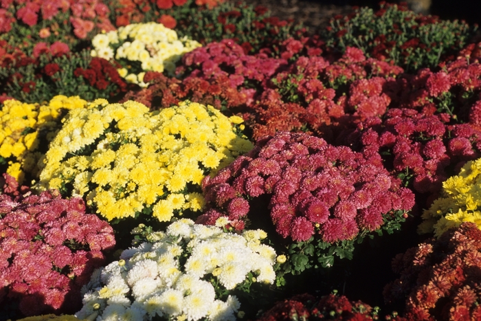 Mum - Chrysanthemum Garden Mums 'Multiple Varieties' from Wilson Farms Inc