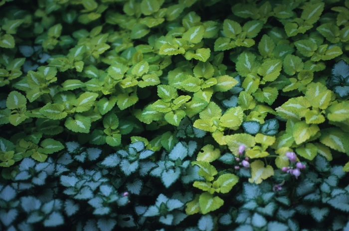 Dead Nettle - Lamium maculatum from Wilson Farms Inc