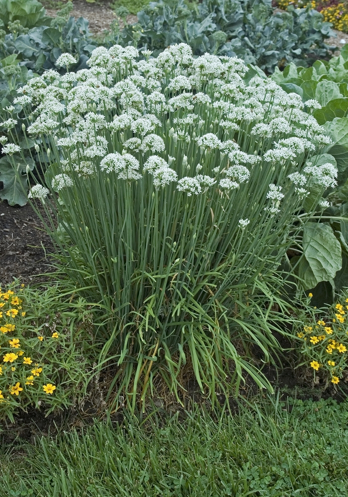 Chives, Garlic - Allium tuberosum from Wilson Farms Inc