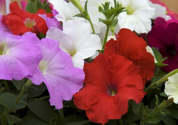 Petunia - Petunia hybrida 'Carpet Mix' from Wilson Farms Inc