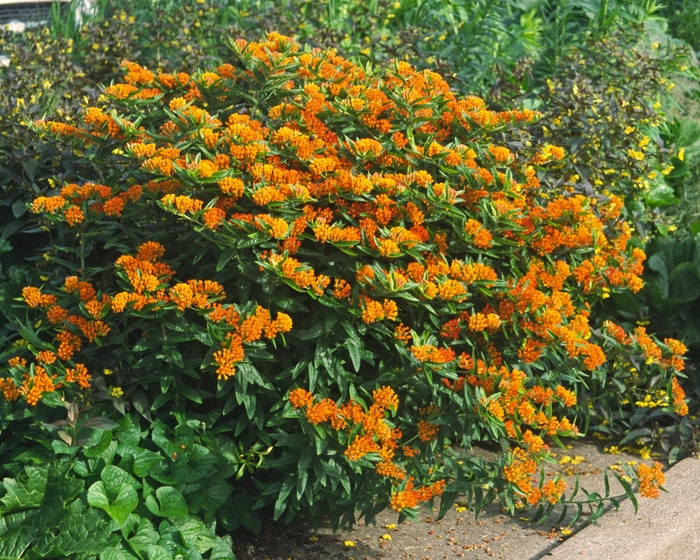 Butterfly Milkweed - Asclepias tuberosa from Wilson Farms Inc