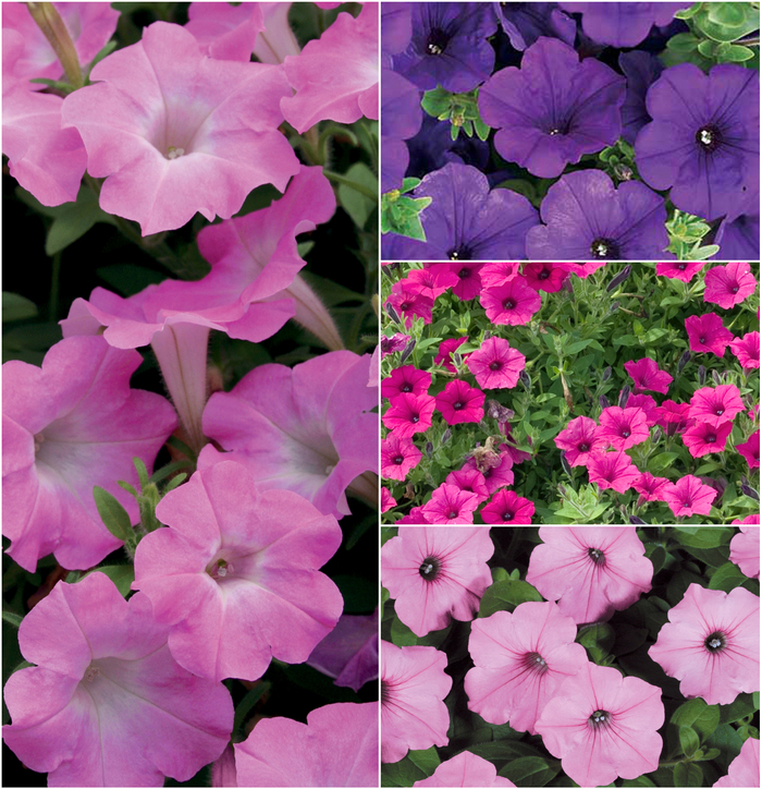 Petunia - Petunia hybrid 'Supertunia&reg;' from Wilson Farms Inc