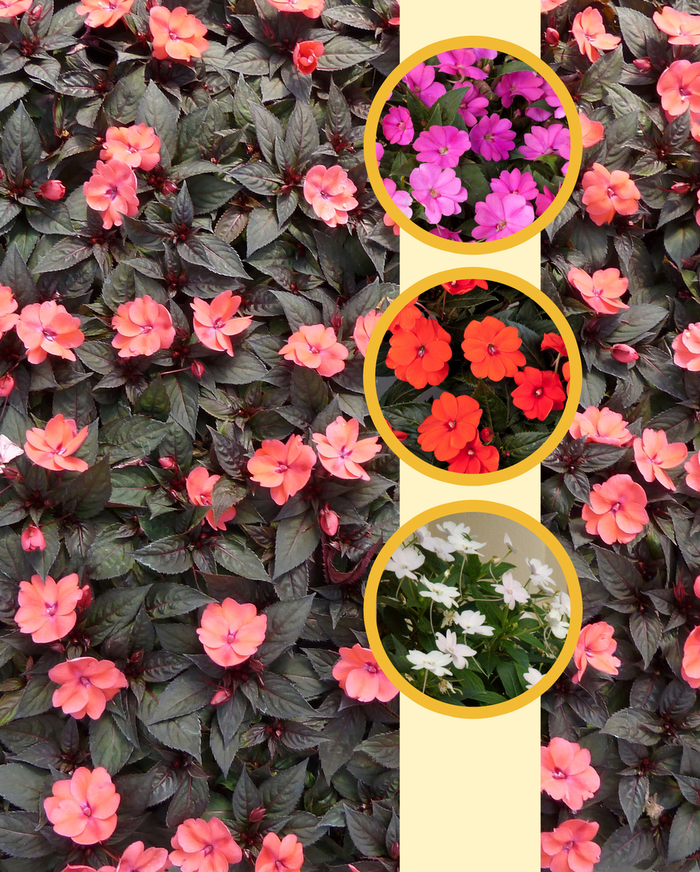 SunPatiens® Series - Impatiens from Wilson Farms Inc