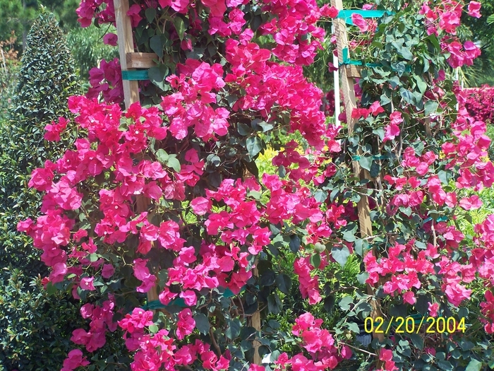 Bougainvillea - Bougainvillea from Wilson Farms Inc