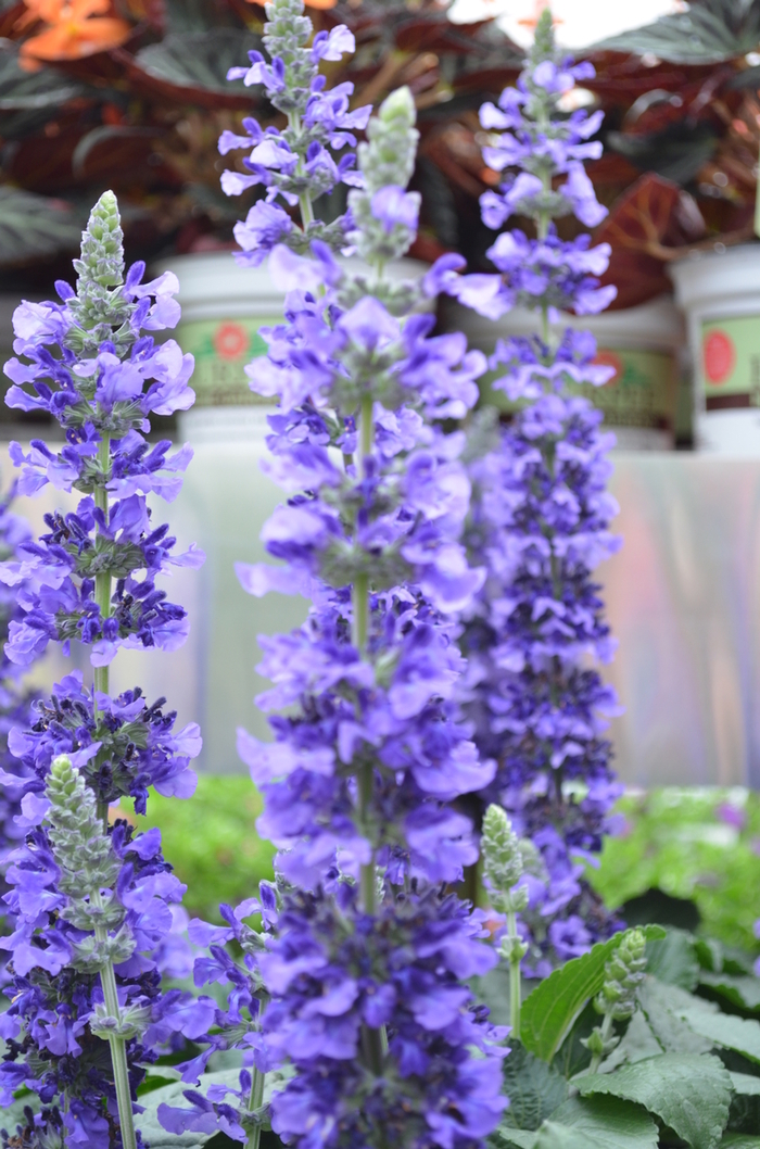 'Mystic Spires' Sage - Salvia longispicata x farinacea from Wilson Farms Inc