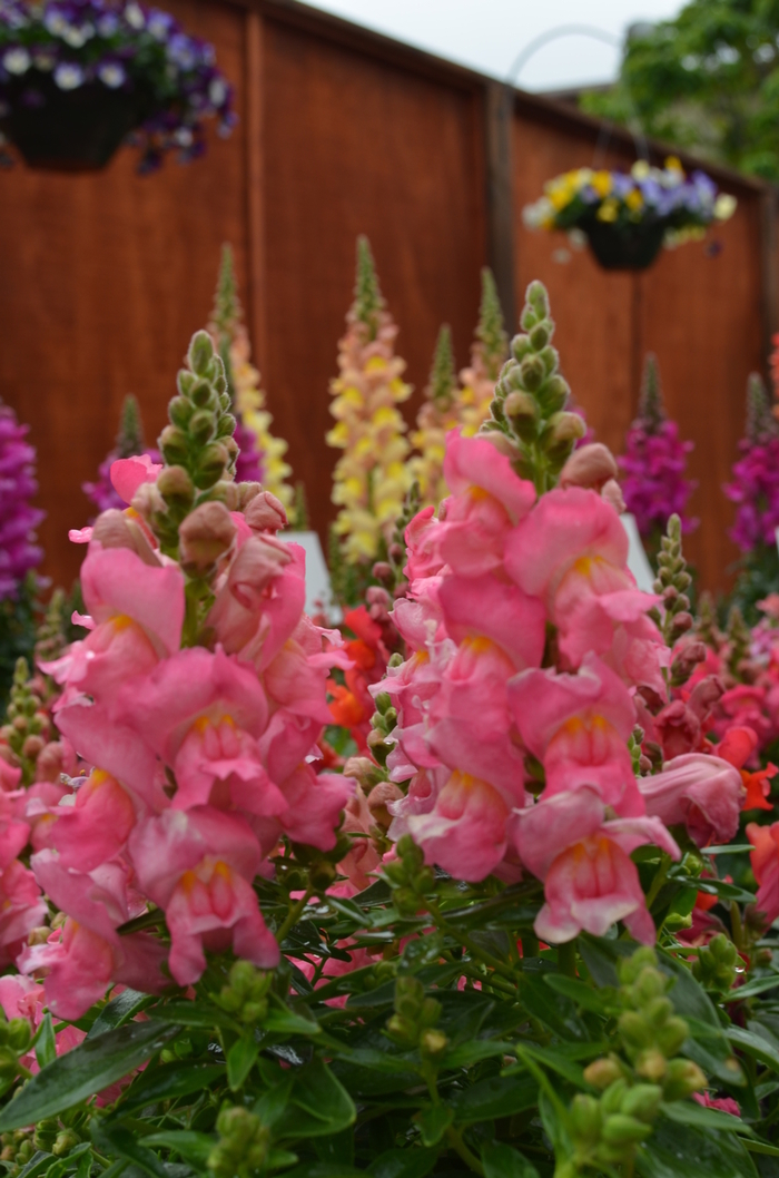 Dwarf Garden Snapdragon - Antirrhinum majus 'Snapshot Pink' from Wilson Farms Inc