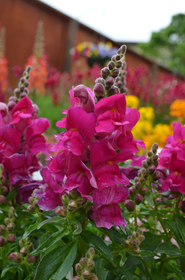 Snapshot&trade; Snapdragon - Antirrhinum majus 'Purple' from Wilson Farms Inc