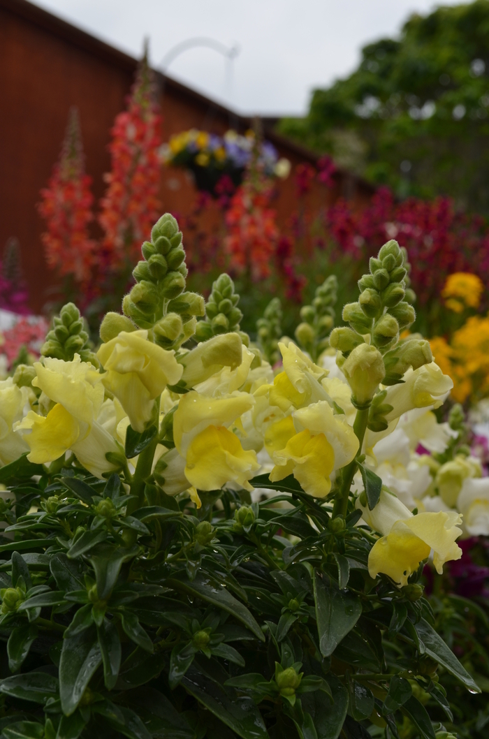 Dwarf Garden Snapdragon - Antirrhinum majus 'Snapshot Yellow' from Wilson Farms Inc