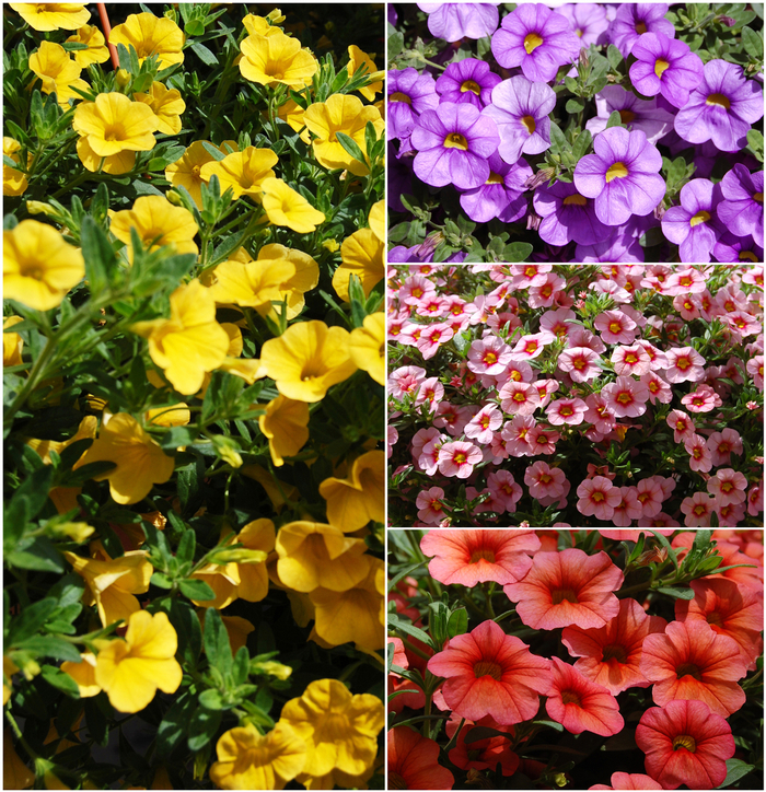  Calibrachoa 'Multiple Varieties' - Calibrachoa (Assorted, Calibrachoa) from Wilson Farms Inc