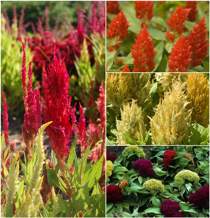 Celosia 'Cockscomb' - Celosia from Wilson Farms Inc