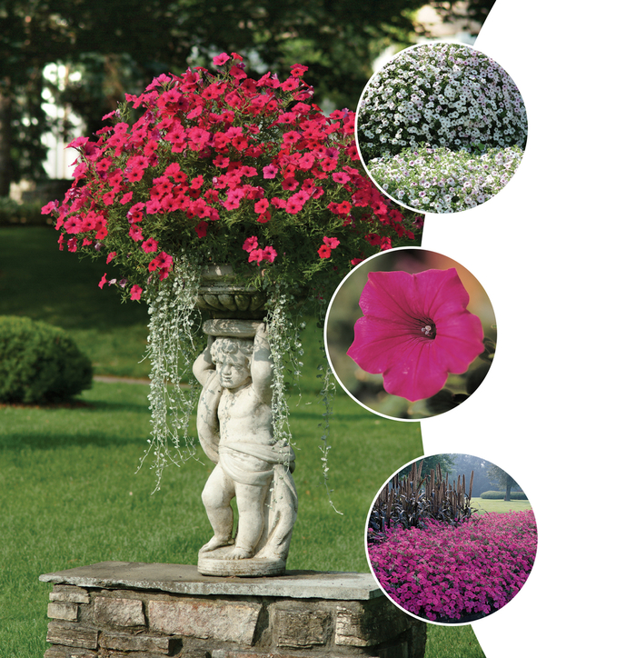 Petunia Tidal Series - Petunia from Wilson Farms Inc