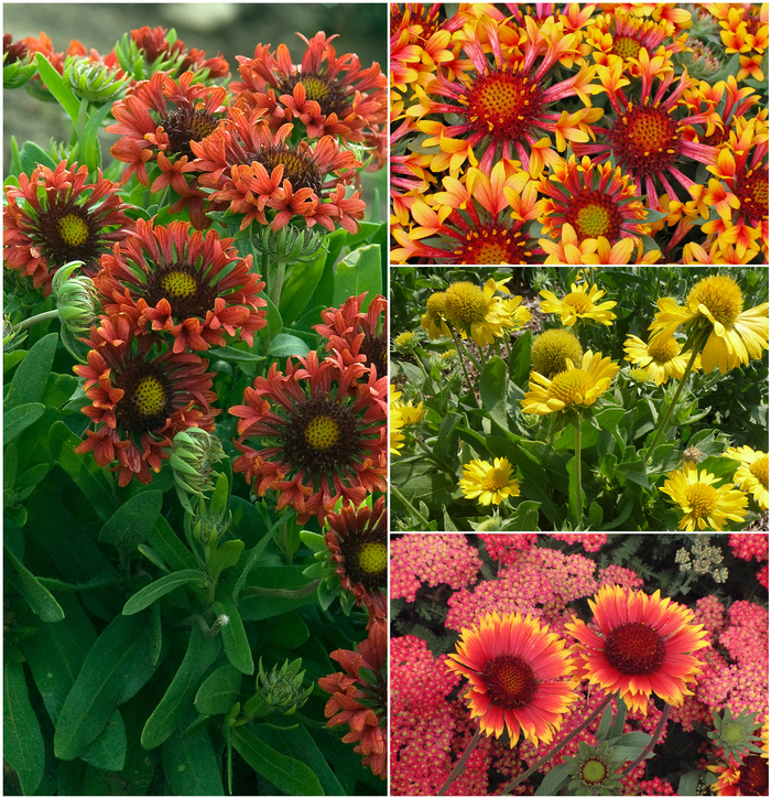 'Multiple Varieties' Assorted, Blanket Flower - Gaillardia from Wilson Farms Inc