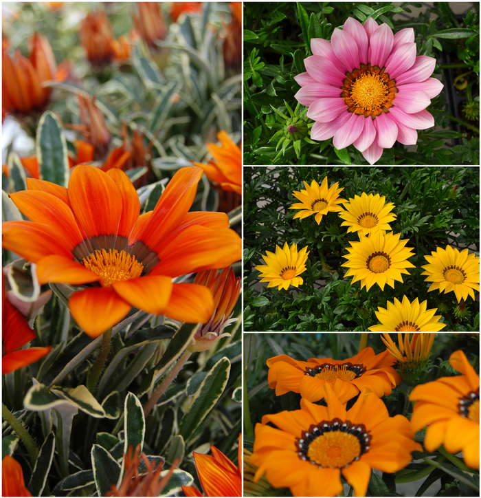 GAZANIA 'Multiple Varieties' - Gazania from Wilson Farms Inc