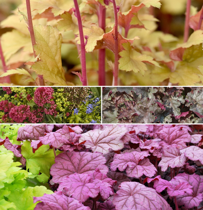 Assorted Coral Bells - Heuchera from Wilson Farms Inc