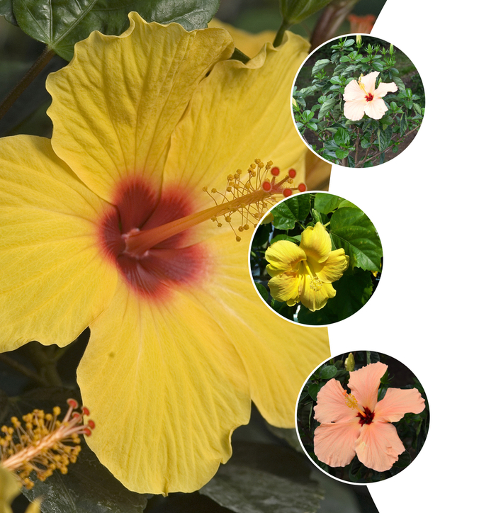 'Multiple Varieties' Tropical Hibiscus - Hibiscus rosa-sinensis from Wilson Farms Inc