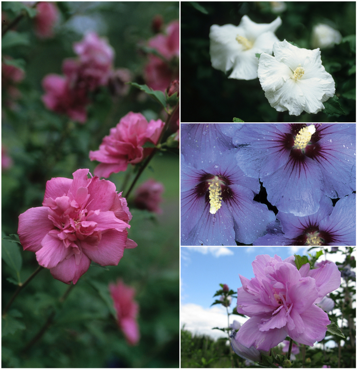 Rose of Sharon ‘Chiffon Series’ - Hibiscus syriacus from Wilson Farms Inc