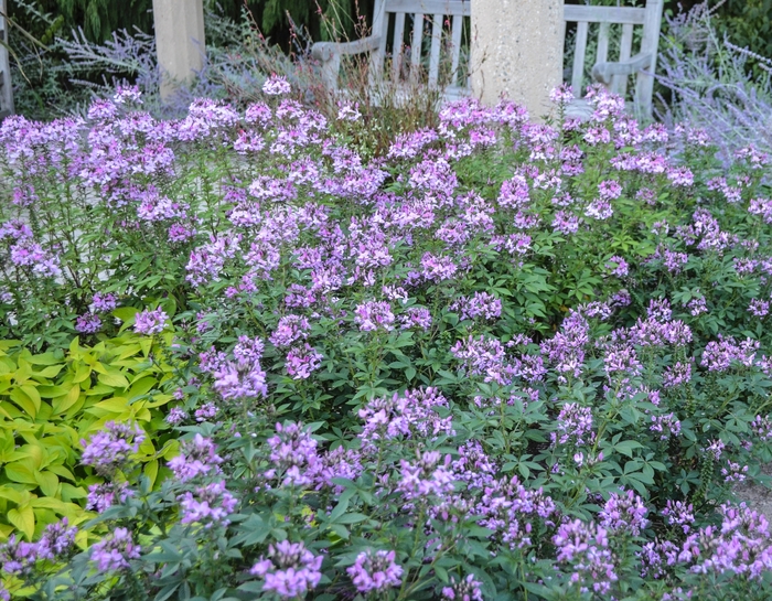 'Senorita Rosalita&reg;' Spider Flower - Cleome from Wilson Farms Inc