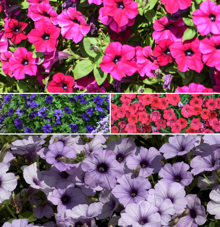 Petunia - Petunia hybrida 'Surfinia&reg; Series' from Wilson Farms Inc