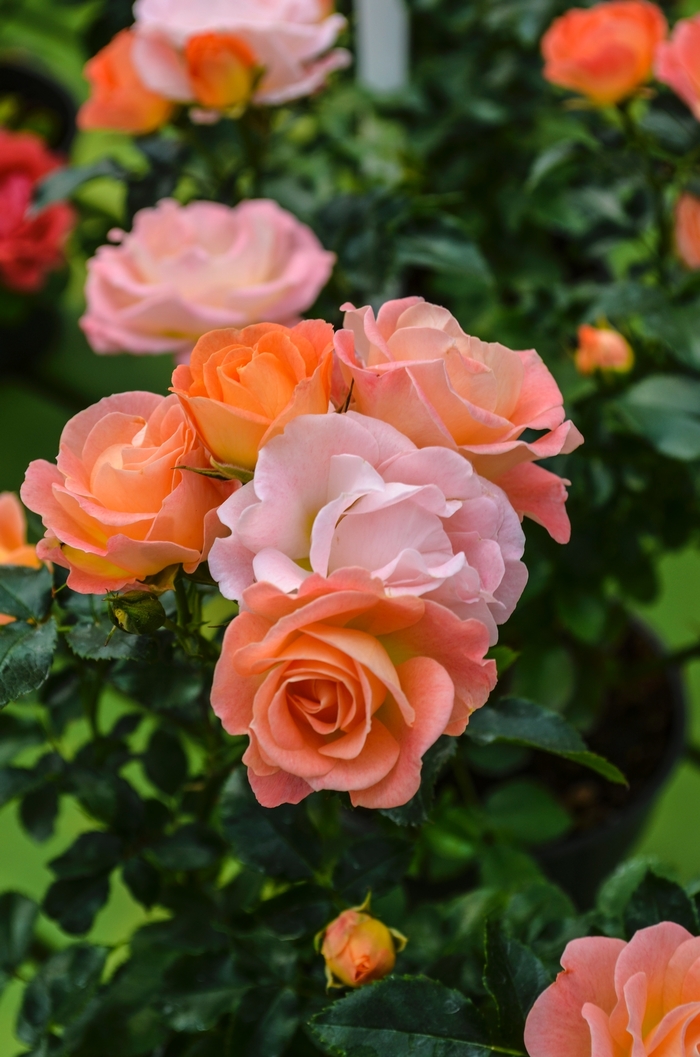 'Peach Drift&reg;' Rose - Rosa from Wilson Farms Inc