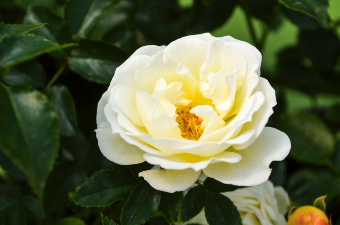 'Popcorn Drift&reg;' Rose - Rosa from Wilson Farms Inc