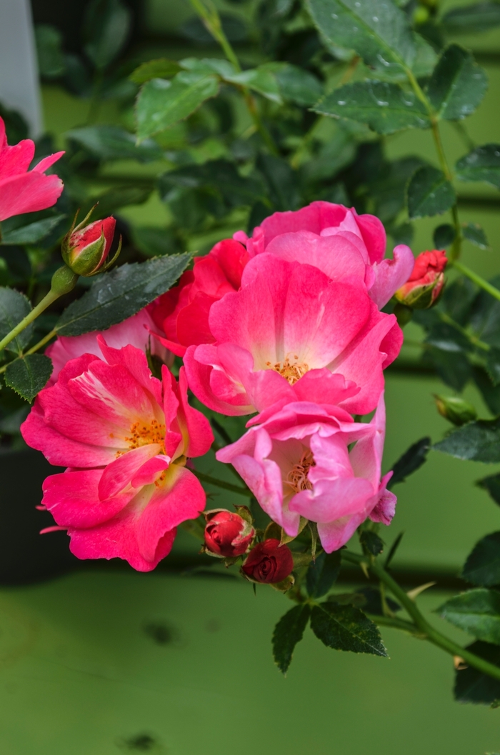 'Pink Drift&reg;' Rose - Rosa from Wilson Farms Inc