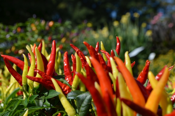 'Chilly Chili' - Capsicum annuum (Ornamental Pepper) from Wilson Farms Inc
