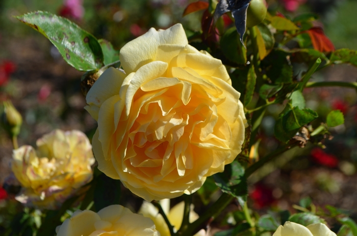 'Julia Child&trade;' Rose - Rosa from Wilson Farms Inc