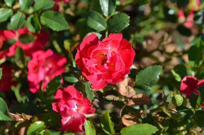 'Red Drift&reg;' Rose - Rosa from Wilson Farms Inc