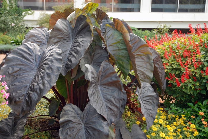 Royal Hawaiian&reg; 'Diamond Head' - Colocasia esculenta (Elephant's Ear) from Wilson Farms Inc