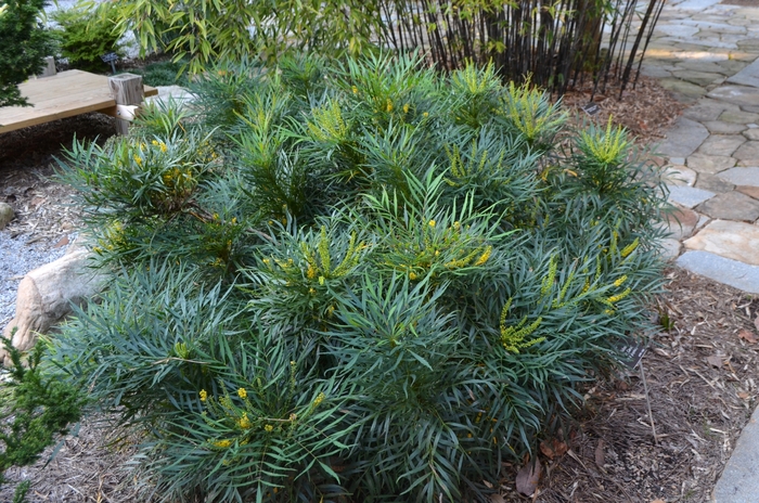 'Soft Caress' Grape Holly - Mahonia eurybracteata from Wilson Farms Inc