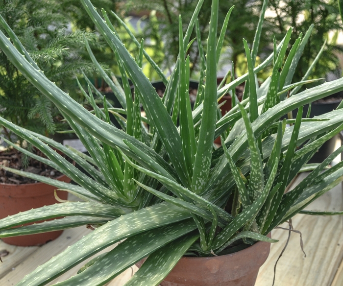 Aloe vera - Aloe barbadensis from Wilson Farms Inc