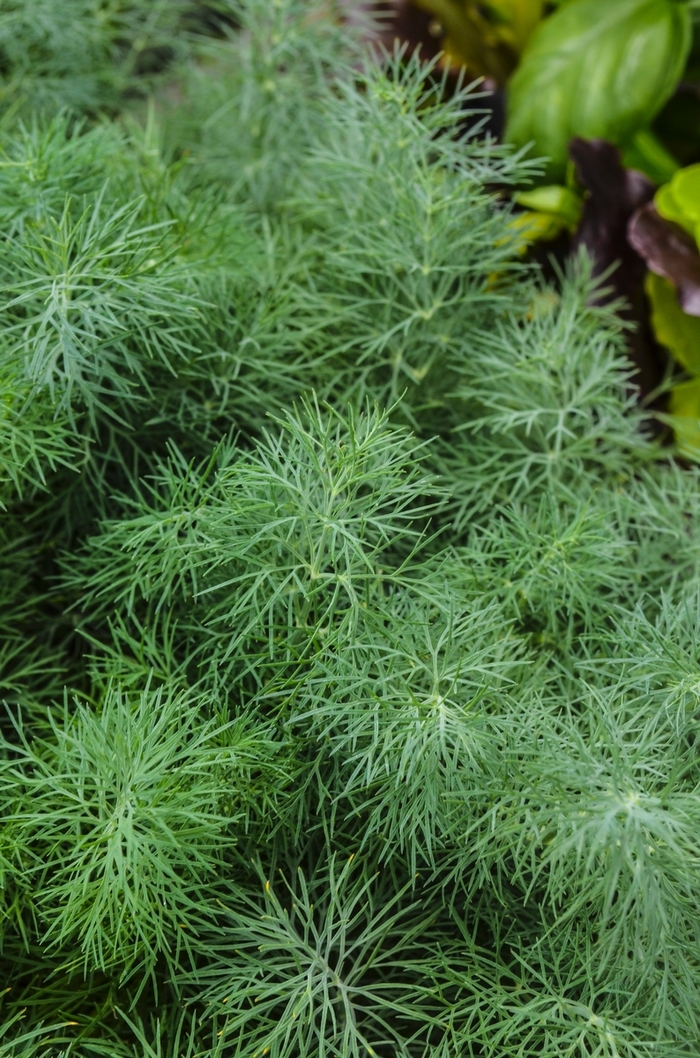 'Fernleaf' Dill - Anethum graveolens from Wilson Farms Inc
